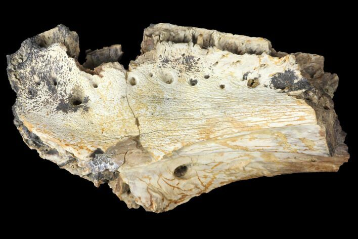Cretaceous Crocodile Jaw Section - South Dakota #133340
